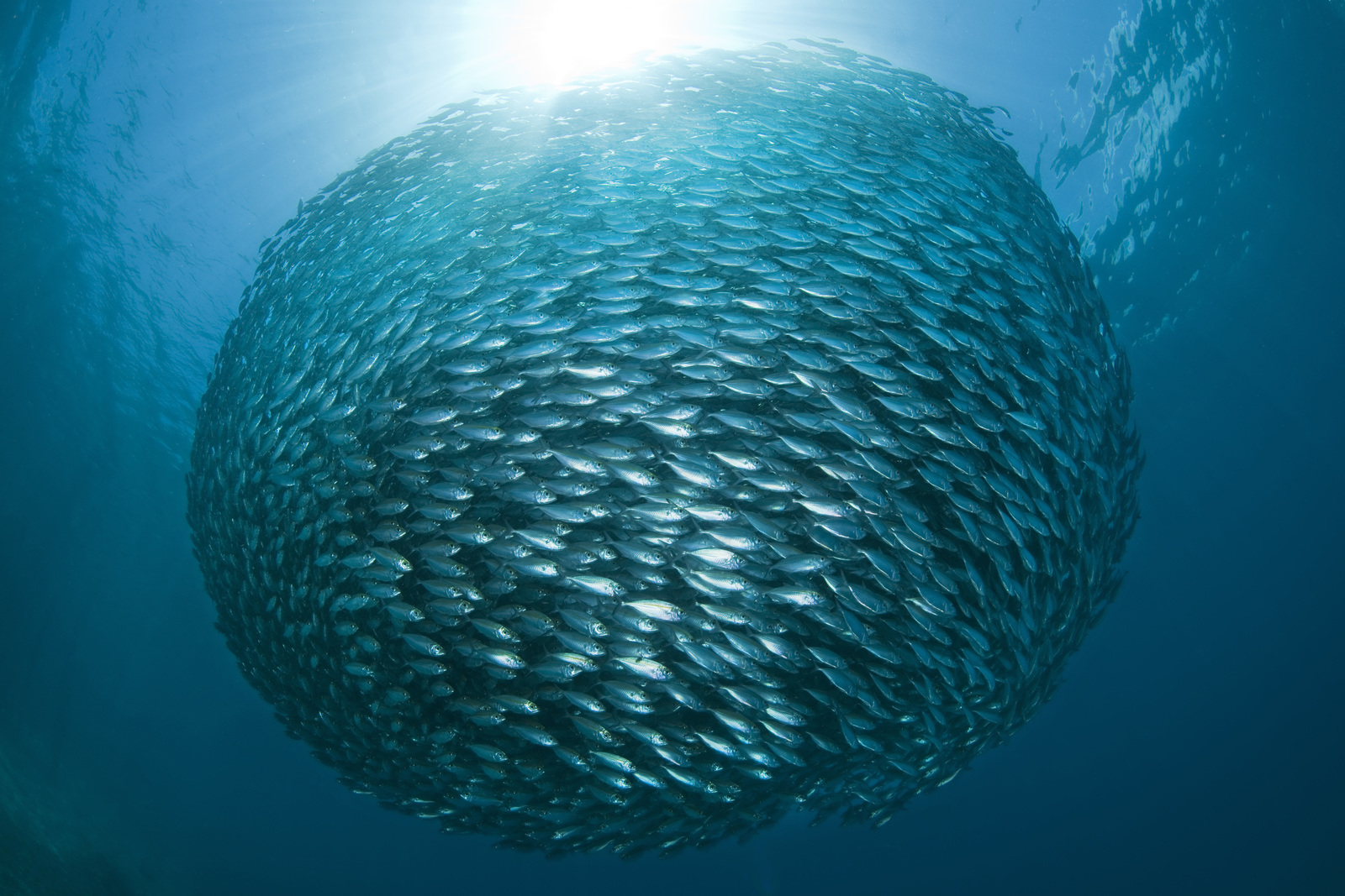 School of Yellowstripe Scad